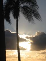 palm_small